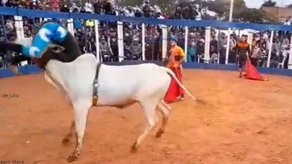 Defensa Animal pide denunciar uso de animales en torines y hasta riñas de gallos