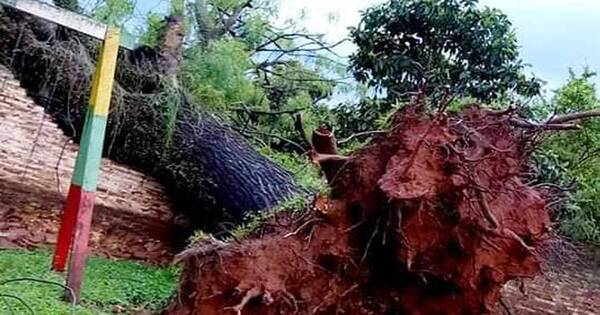La Nación / Temporal derribó árboles y afectó viviendas en San Pedro y Concepción