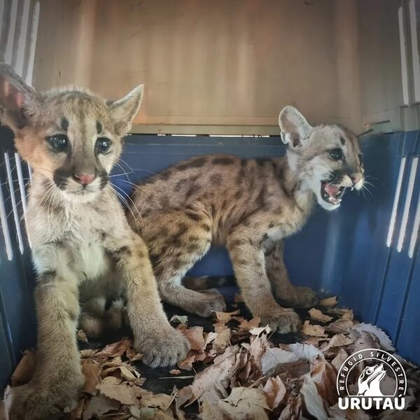 Rescatan a dos cachorros de puma - Nacionales - ABC Color