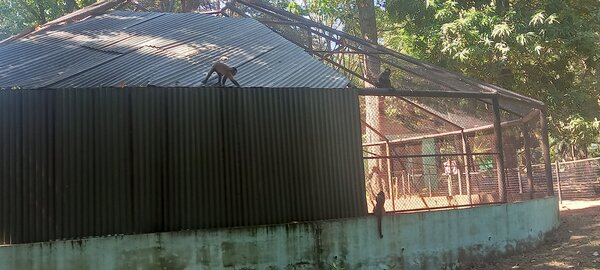 Denuncian que monos capuchinos sueltos en el zoológico atacaron a dos niños - Megacadena — Últimas Noticias de Paraguay