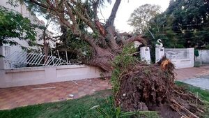 Árboles caídos y granizos de gran tamaño en Ñeembucú - Nacionales - ABC Color