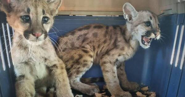 La Nación / Rescatan dos cachorros de puma desnutridos que luego serán liberados
