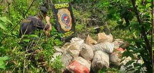 Destruyen centro de producción y acopio de marihuana | 1000 Noticias