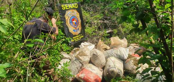 Destruyen centro de producción y acopio de marihuana | 1000 Noticias