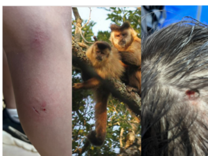 Monos violentos del Botánico: Muni pide que la gente tenga cuidado
