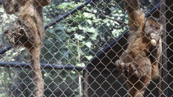 Tres monos capuchinos atacaron a niños en el Botánico