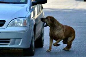 ¿Sabías que los perros no ladran a los vehículos por diversión? Conoce la verdadera razón - San Lorenzo Hoy