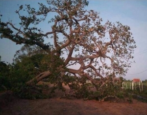 Cae centenario árbol de Jata’yva, reliquia de una comunidad loreteña