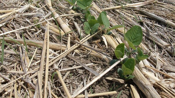 La Niña: Irrupción tardía de aire polar sería la última de la primavera - La Clave