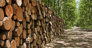 La Nación / Estiman que el futuro está en la industria forestal