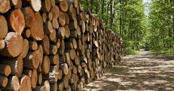 La Nación / Estiman que el futuro está en la industria forestal