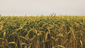 No hacen temblar: Bajas temperaturas atípicas de noviembre no afectarían a principales cultivos