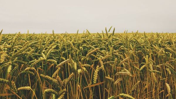 No hacen temblar: Bajas temperaturas atípicas de noviembre no afectarían a principales cultivos
