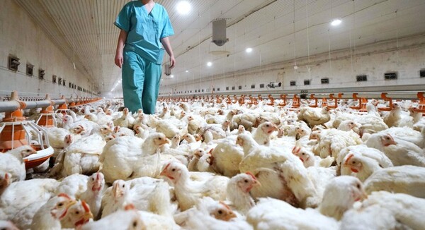 Brote de gripe aviar afecta a casi 50 millones de aves en EE.UU