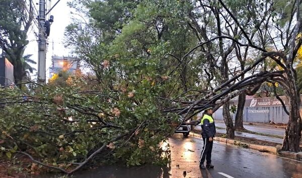 Árboles caídos dificultan el tránsito en Asunción