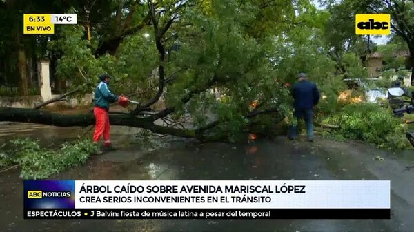 Árbol caído sobre Avda. Mcal. López - ABC Noticias - ABC Color