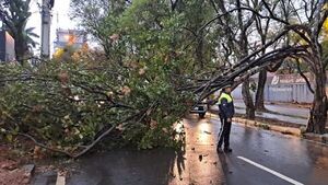 Fuertes vientos y lluvias desploman árboles y generan caos vehicular