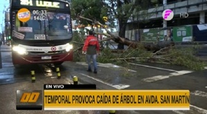 Reportan árboles caídos en varios puntos de Asunción - Paraguaype.com