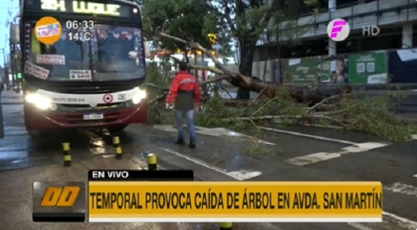 Reportan árboles caídos en varios puntos de Asunción - Paraguaype.com