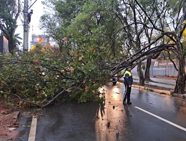 Las zonas críticas por caídas de árboles por temporal, en Asunción - ADN Digital