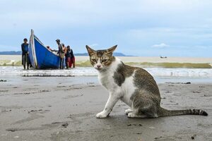 Condenan a dos años de prisión a hombre que mató a un gato en Costa Rica - Mascotas - ABC Color