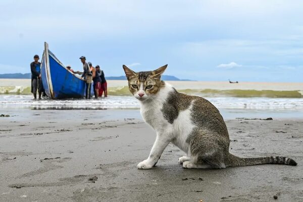 Condenan a dos años de prisión a hombre que mató a un gato en Costa Rica - Mascotas - ABC Color