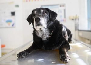 Desorientados y miedosos: perros y gatos también sufren de demencia - Mascotas - ABC Color