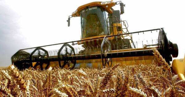 La Nación / Envíos de trigo sufren caída del 8,8%