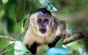Diario HOY | Monos capuchinos atacaron a niños en el Botánico
