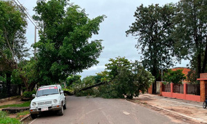 Fuerte viento derriba árbol en calle de Coronel Oviedo - OviedoPress