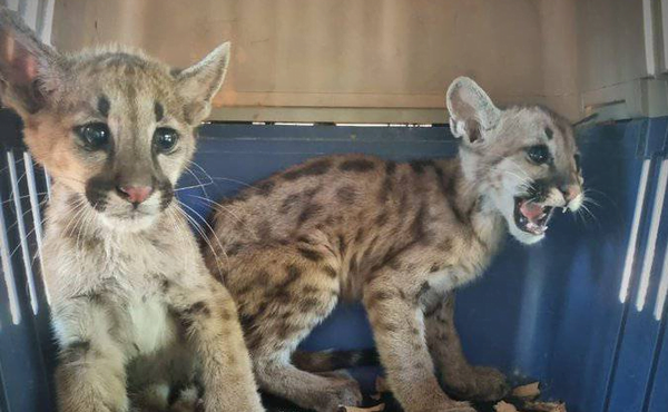 Rescatan dos cachorros de puma desnutridos que luego serán liberados - Noticiero Paraguay