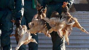 Inglaterra impone confinamiento de aves por gripe aviar