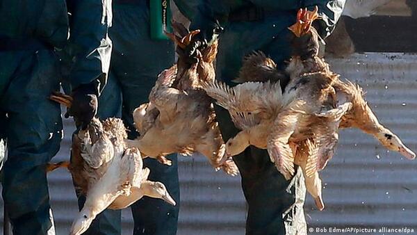 Inglaterra impone confinamiento de aves por gripe aviar