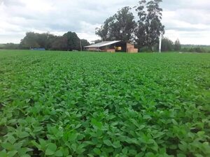 Agricultores preocupados por ingreso de frente frío - ABC en el Este - ABC Color