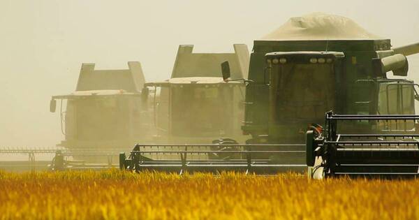 La Nación / Productores de arroz esperan alcanzar las 150.000 hectáreas sembradas en esta zafra