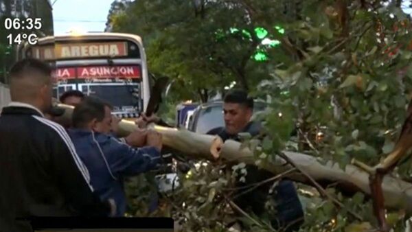 Árboles mutilados y sin cuidado son un peligro latente en cada temporal