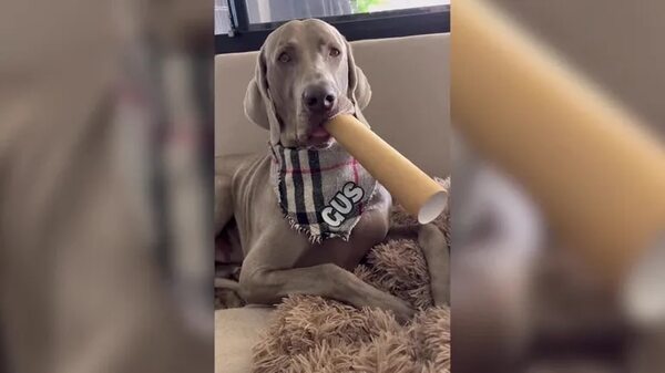 Perro es capaz de crear música - Mascotas - ABC Color
