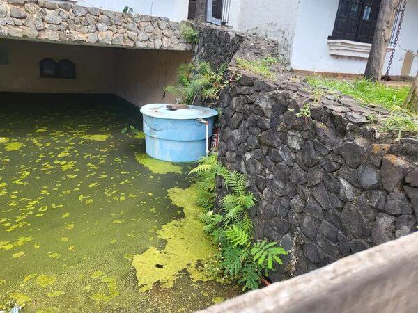 Instan a denunciar criaderos de mosquitos: multas pueden llegar a G. 227.000.000 - Nacionales - ABC Color