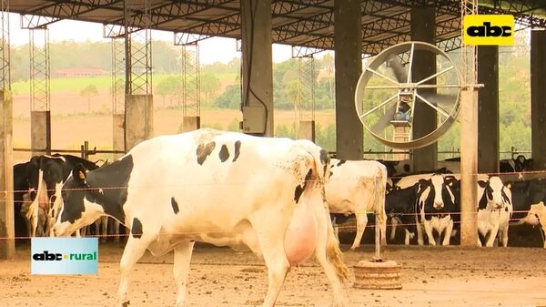 Registros y buena nutrición, fundamentales en lechería - ABC Rural - ABC Color