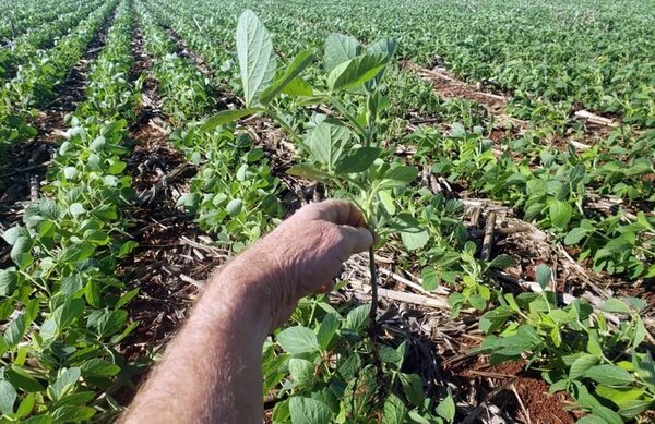 Casi 100 por ciento de la soja está sembrada y en desarrollo - Nacionales - ABC Color