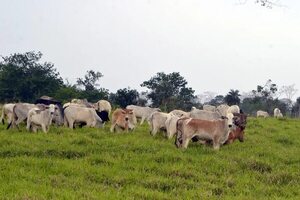 Pasturas y ensilaje en la ganadería - Nacionales - ABC Color