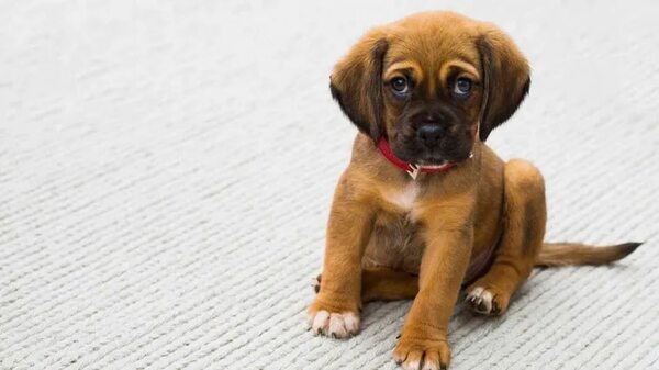 Mascotas: ¿Qué es un perro? - Mascotas - ABC Color