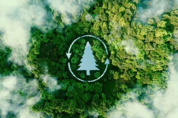 La producción forestal como el siguiente hito del desarrollo económico e investigan los beneficios ecosistémicos en el agro - MarketData