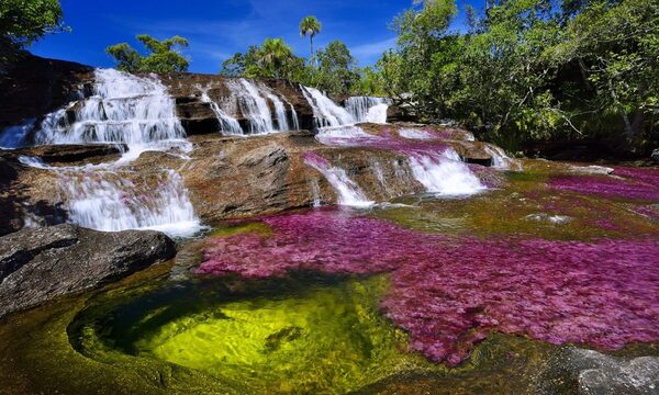 Caño Cristales, una maravilla natural en Colombia | Telefuturo