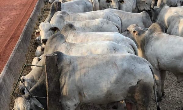 Faena, exportación y valor de la carne vacuna cayeron en octubre