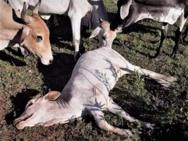 Senacsa: mortandad de vacas en Ybytymí sería a causa de carbunclo o rabia bovina - Nacionales - ABC Color