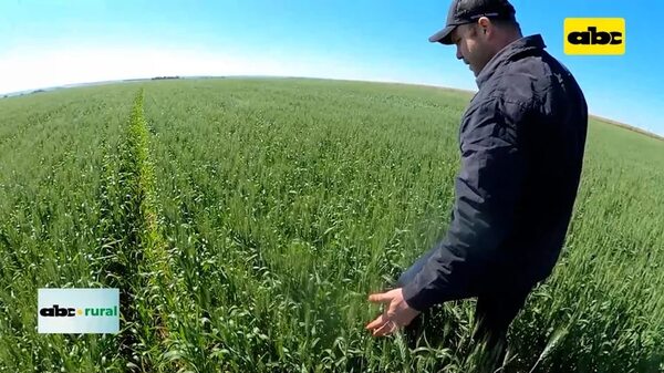 Trigo ingreso US$ 20 millones más este año - ABC Rural - ABC Color