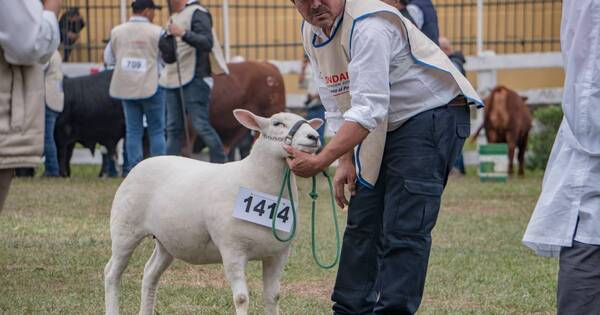 La Nación / Criadores expondrán sus experiencias y negocios durante 5ta Nacional Texel