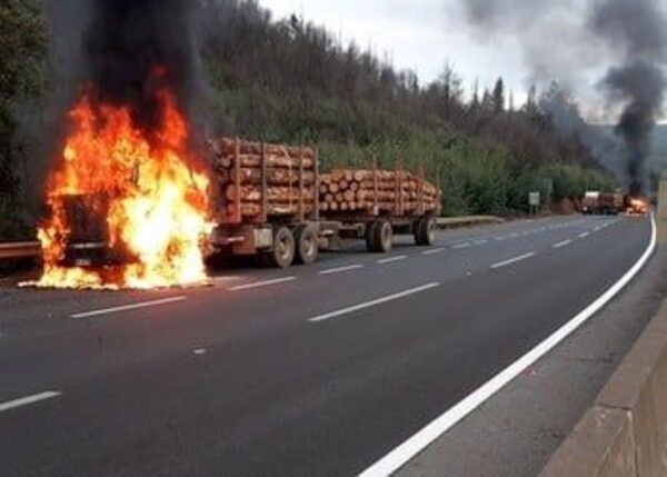 Cómo la tala ilegal degeneró en una crisis nacional de seguridad en Chile