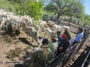 Conflicto interinstitucional tras robo de animales vacunos en Fuerte Olimpo - Noticias del Chaco - ABC Color